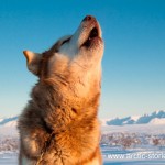 Howl like a wolf – video