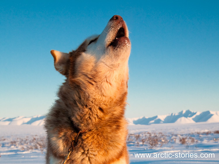 IMG_2771-howl